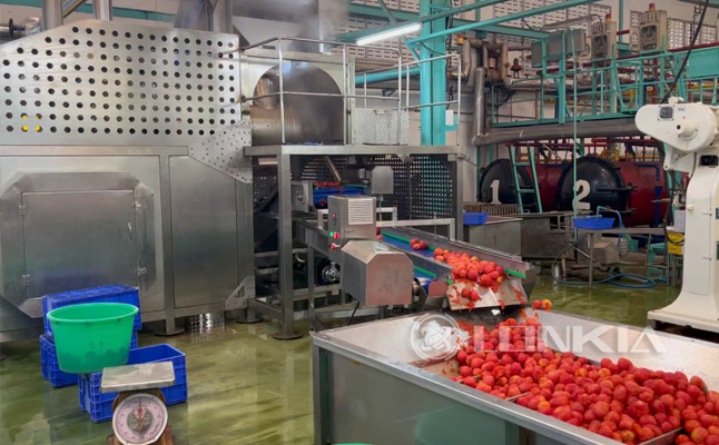Tomato Washing Steam Peeling Production Line Project Thailand