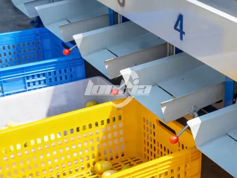 Passion Fruit Processing line