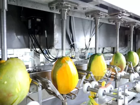 Mango Processing