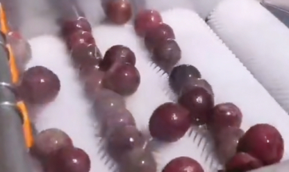 Passion Fruit Washing and Grading Line Video