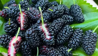Mulberry