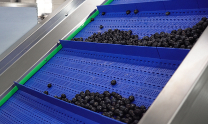 Blueberry Destemming and Washing Line Video