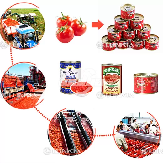 Industrial Tomato Processing: Technologies, Automation, and Efficiency Tips