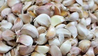 Garlic