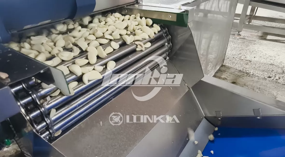 Jamaica 300 kg/h Garlic Processing Line Project – From Installation to Customer Success