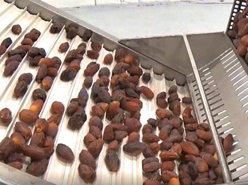 Date Washing & Grading Line