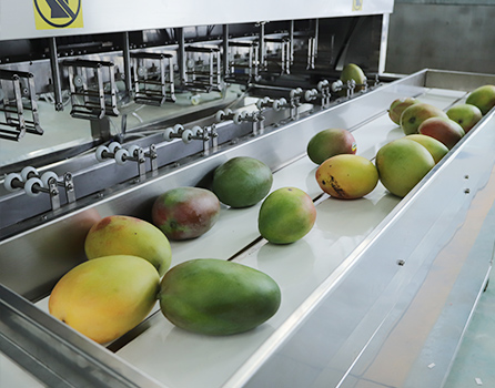 Frozen Mango Processing Line Video