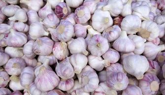 Garlic