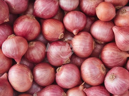 Peeled Onion Cutting Processing Line