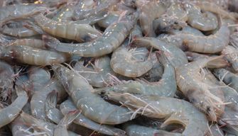 Shrimp