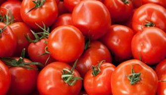 Tomato