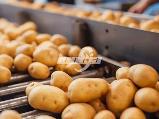 Automated Potato Peeling Cutting Blanching Line
