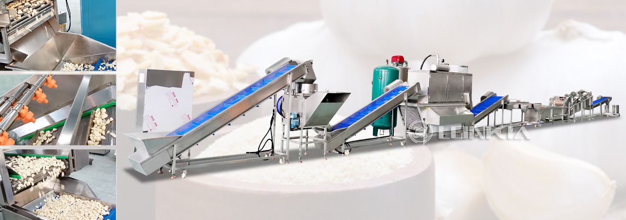 Garlic Peeling Production Line flow chart