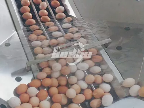 Automatic Egg Washing Line