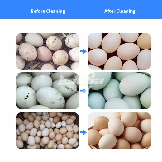 Automatic Egg Washing Line