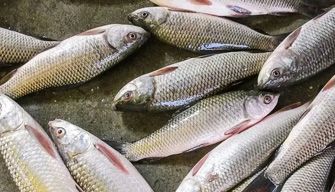 Fish