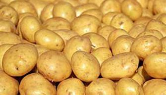 Potato