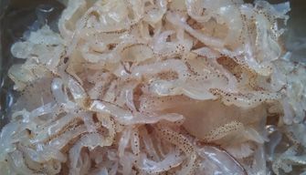 Jellyfish