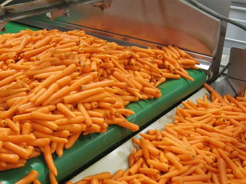 Fully Automatic Carrot Processing Line