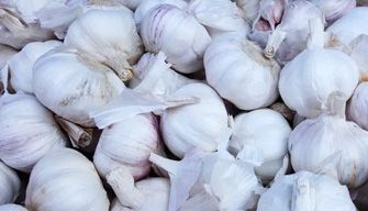 Garlic