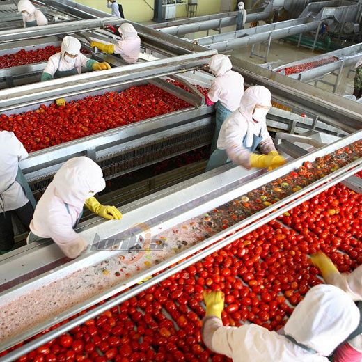 Frozen Tomato Processing Line