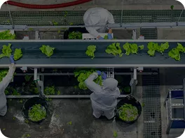 Fresh-cut vegetable processing plants