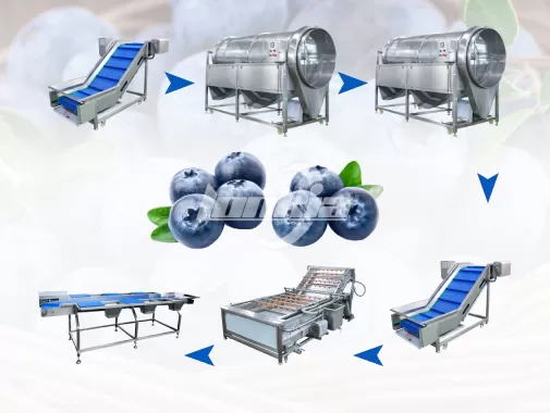 Blueberry Destemming and Washing Line