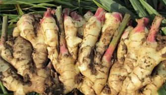 Ginger