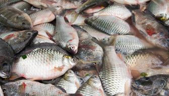 Fish