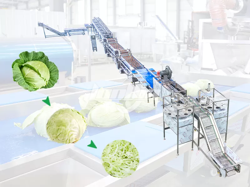 Cabbage Processing Lines
