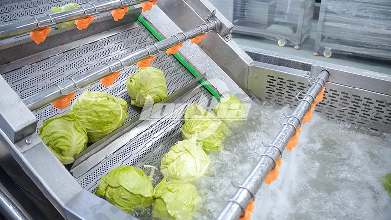 Cabbage Processing Lines02