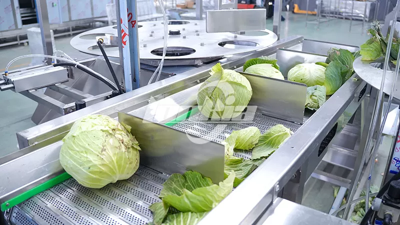 How to Choose the Right Cabbage Processing Line for Your Business?