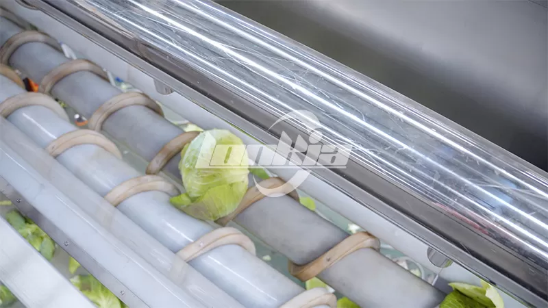 Cabbage Processing Lines04