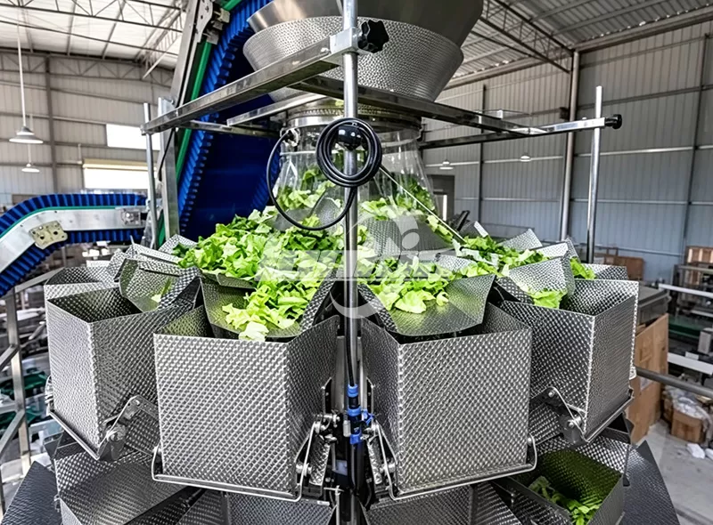 Cabbage Processing Lines07