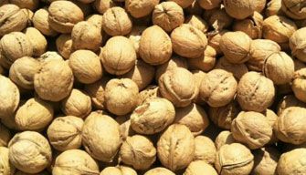 Walnut
