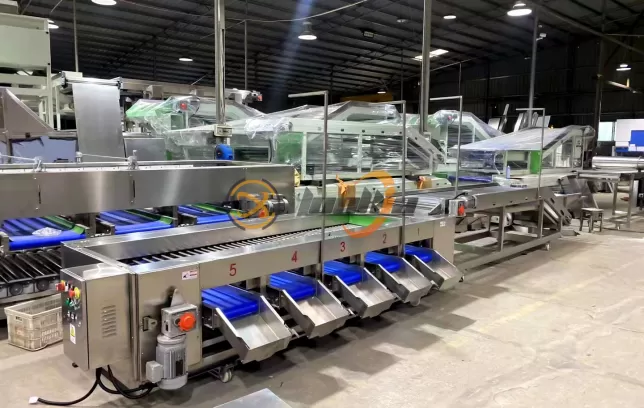 The Ultimate Guide to Choosing the Best Fruit Sorting Machine in 2025