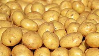 Potato