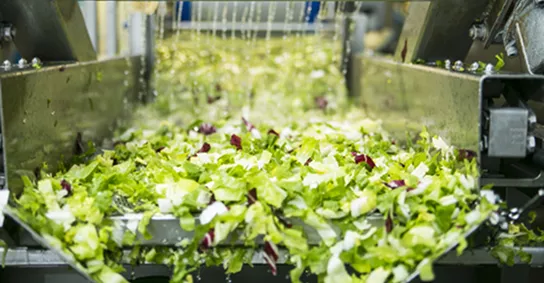 Why Choose Our Salad Processing Line?
