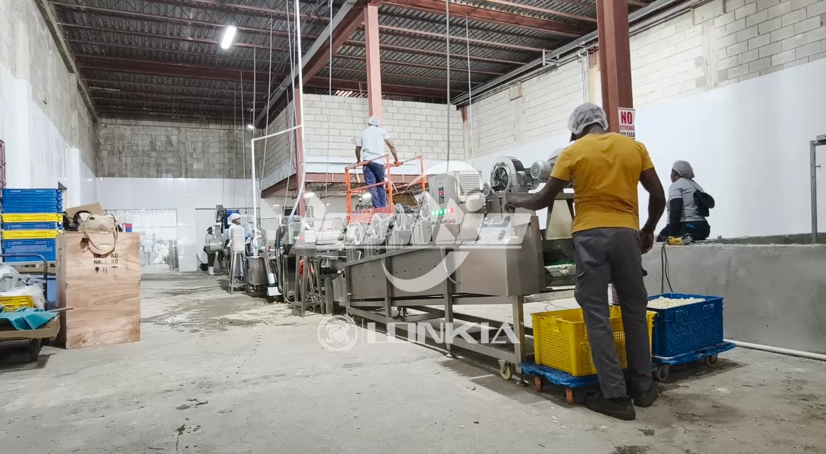 Garlic Processing Line