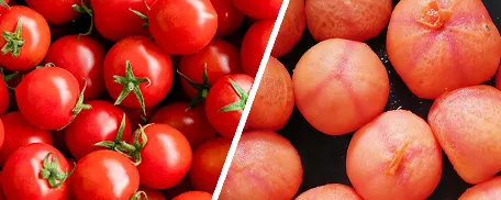 Tomato