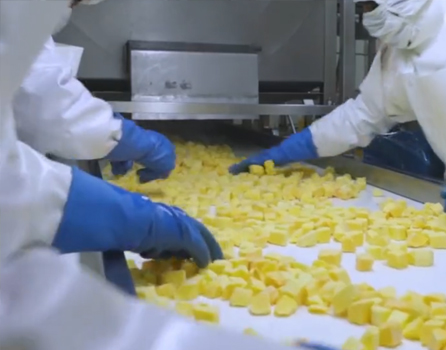 Frozen Mango Processing Line Video