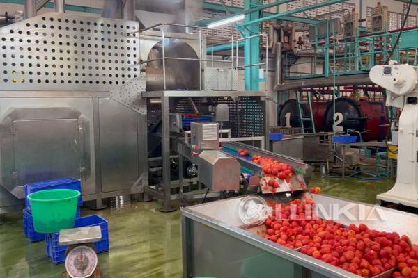 Tomato Washing Steam Peeling Production Line Project Thailand