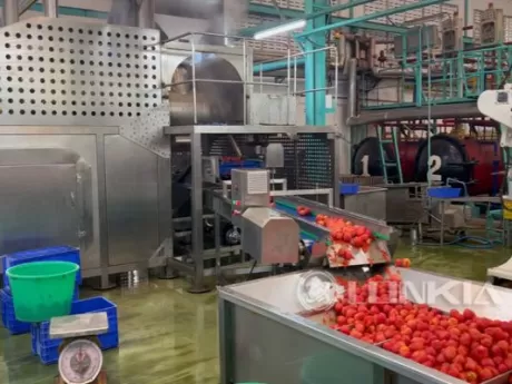 Tomato Washing Steam Peeling Production Line Project Thailand