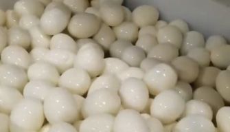 Egg