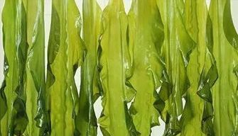 Kelp