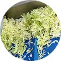 Vegetable Cutter