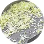Vortex Vegetable Washing Machine