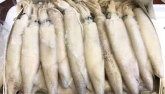 Quick Frozen Squid