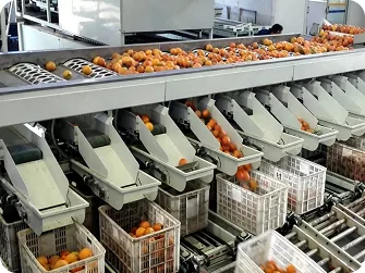 Fruit & Vegetable Grading Machines Product Gallery