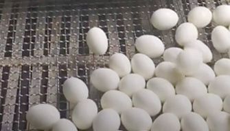 Egg
